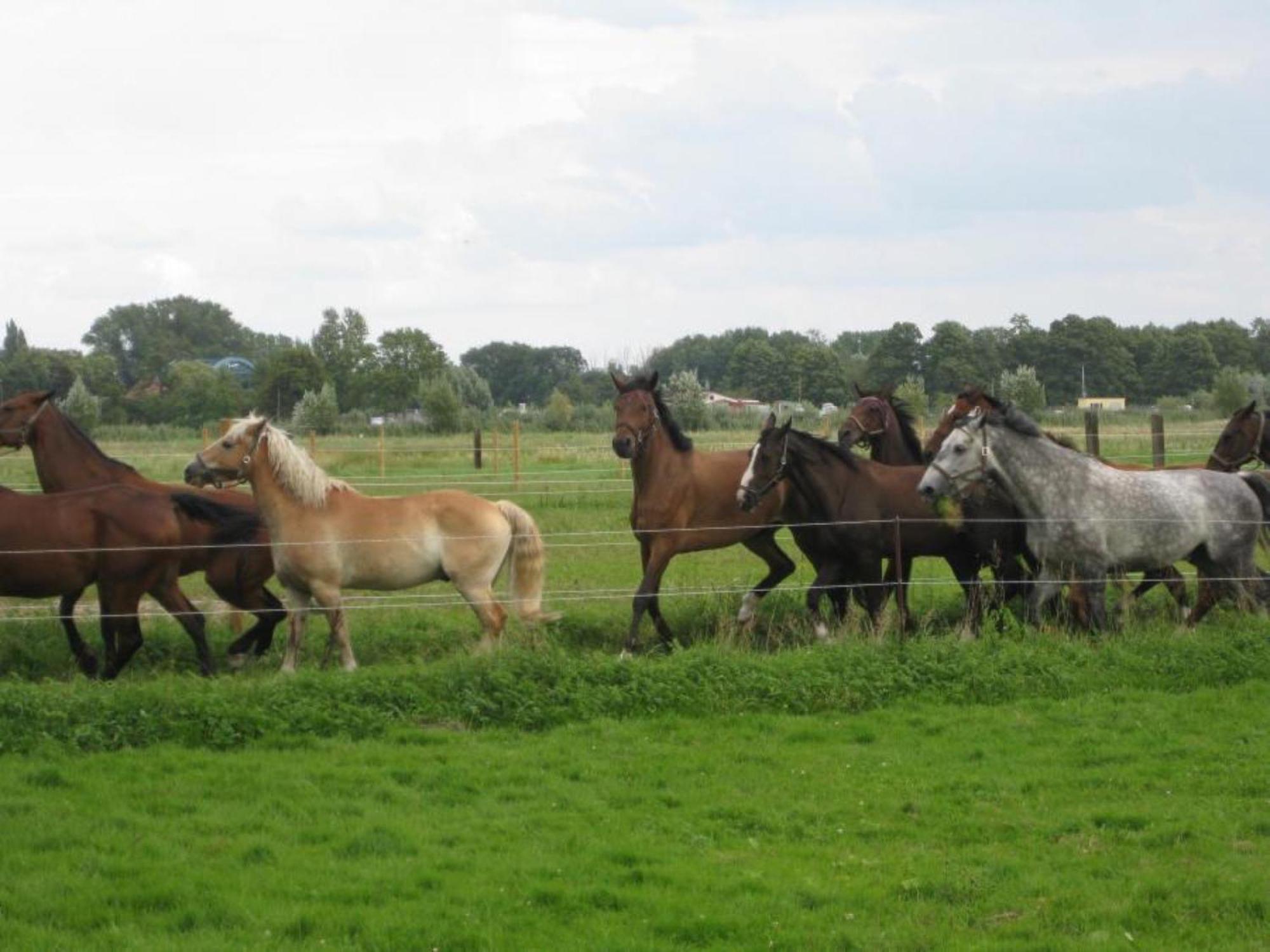 Ferienwohnungen Luisenhof Paretz Extérieur photo