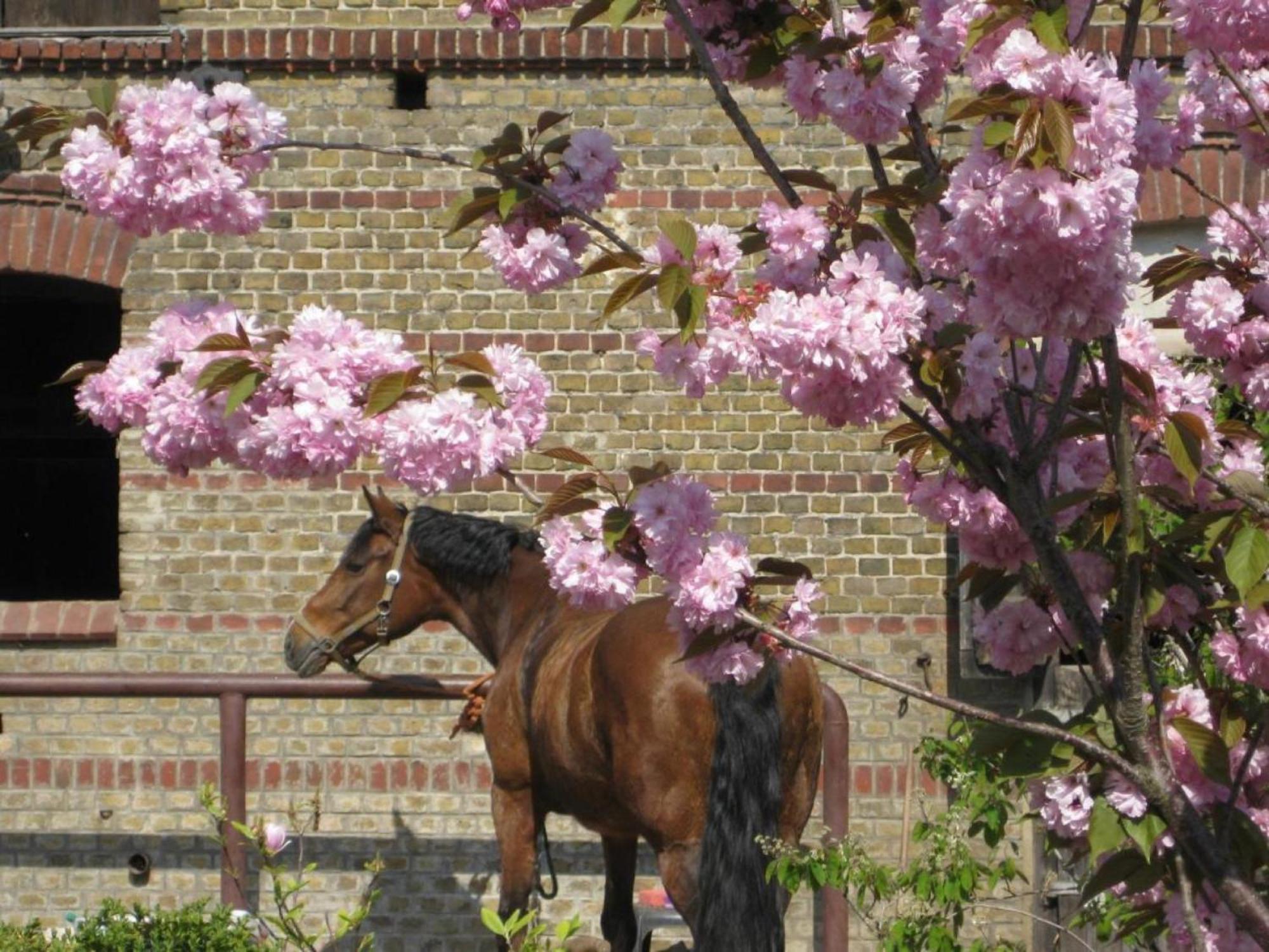 Ferienwohnungen Luisenhof Paretz Extérieur photo